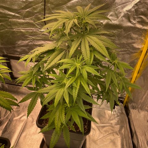 3 x Jelly Donutz + 3 x Strawberry Cheesecake growlog timeline photo