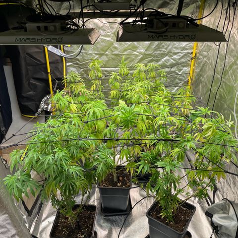 3 x Jelly Donutz + 3 x Strawberry Cheesecake growlog timeline photo