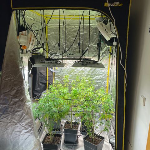 3 x Jelly Donutz + 3 x Strawberry Cheesecake growlog timeline photo