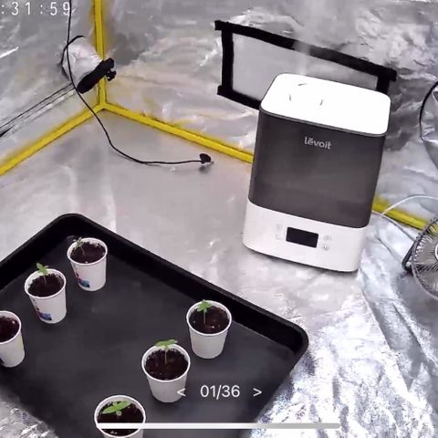 Strawberry Lemonade + Tropicana Banana growlog timeline photo