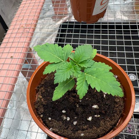 Strawberry Lemonade + Tropicana Banana growlog timeline photo