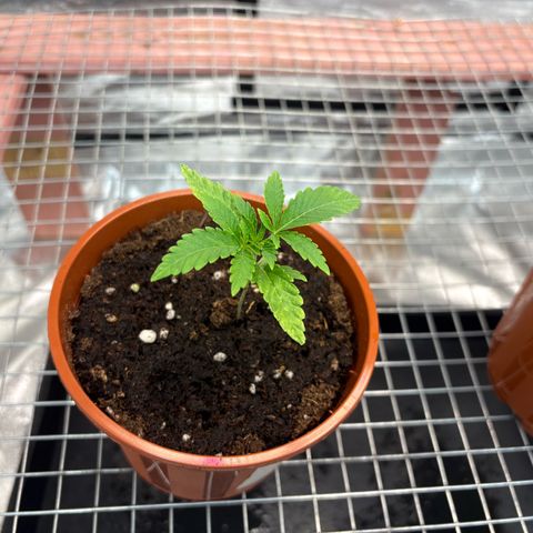 Strawberry Lemonade + Tropicana Banana growlog timeline photo