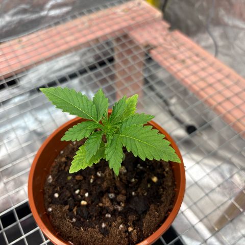 Strawberry Lemonade + Tropicana Banana growlog timeline photo