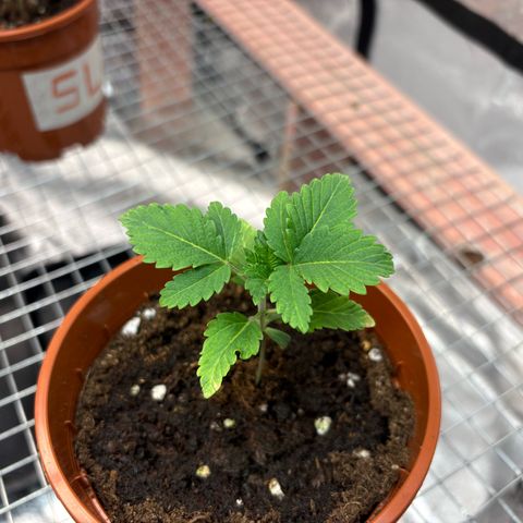 Strawberry Lemonade + Tropicana Banana growlog timeline photo