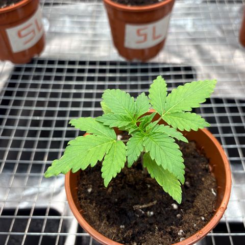 Strawberry Lemonade + Tropicana Banana growlog timeline photo