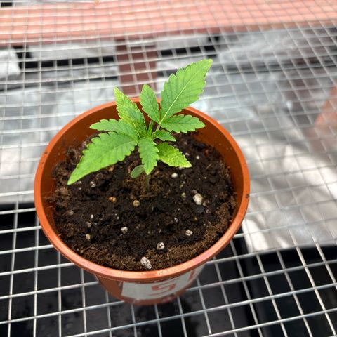 Strawberry Lemonade + Tropicana Banana growlog timeline photo