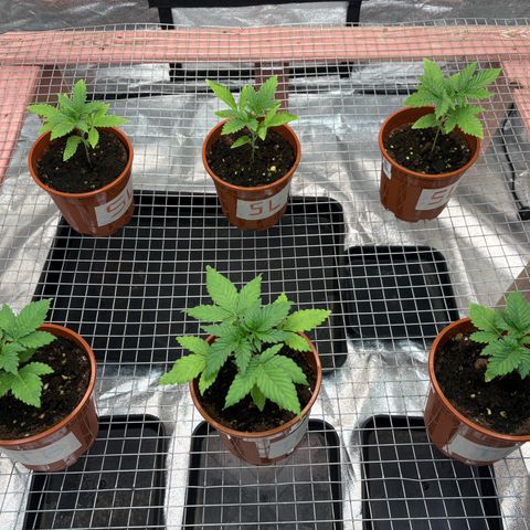 Strawberry Lemonade + Tropicana Banana growlog timeline photo