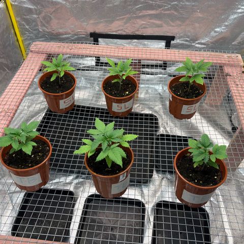 Strawberry Lemonade + Tropicana Banana growlog timeline photo