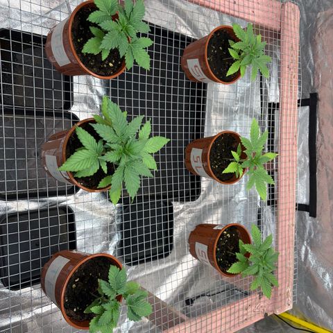 Strawberry Lemonade + Tropicana Banana growlog timeline photo