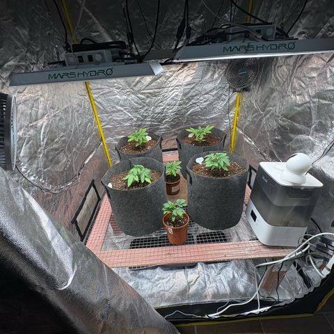 Strawberry Lemonade + Tropicana Banana growlog photo: Done the final transplant into their 25L fabric pots. I chose the best 4, leaving the other 2 which I will throw away. But for now I will use them as a control group to see how the growth differs over the next week
