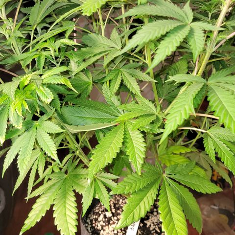 Blue Dream 🎩 growlog timeline photo