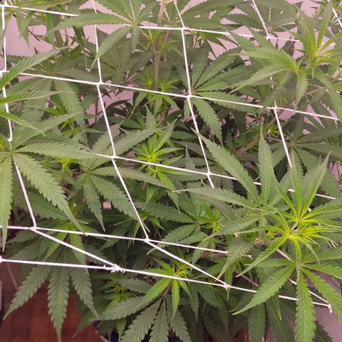Trop cherry 🍒  growlog timeline photo