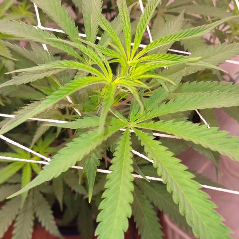 Trop cherry 🍒  growlog timeline photo