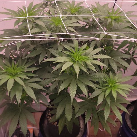 Blue Dream 🎩 growlog timeline photo