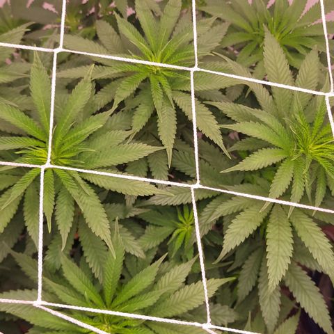Blue Dream 🎩 growlog timeline photo