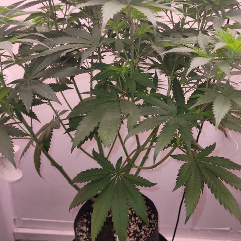 Blue Dream 🎩 growlog timeline photo