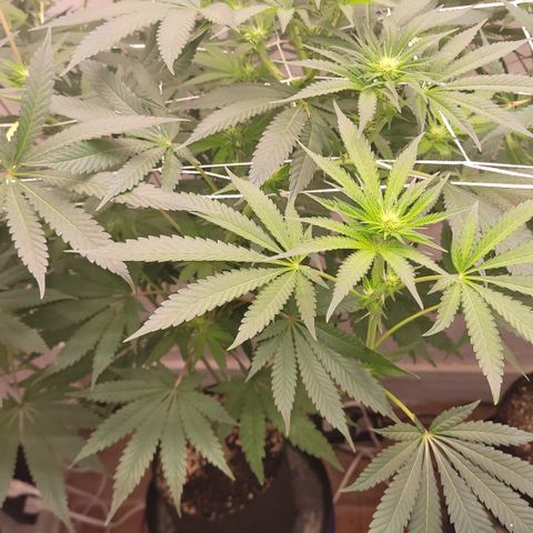 Blue Dream 🎩 growlog timeline photo
