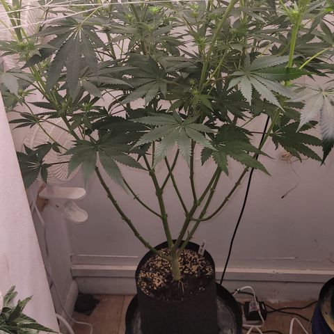 Blue Dream 🎩 growlog timeline photo