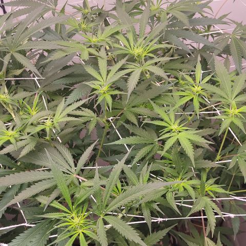 Trop cherry 🍒  growlog timeline photo