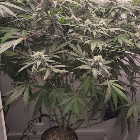 Trop cherry 🍒  growlog timeline photo