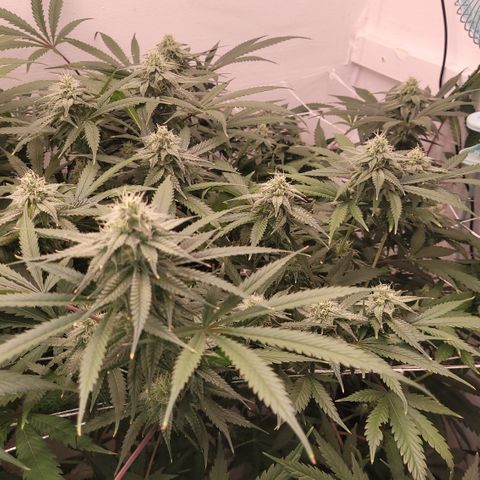 Trop cherry 🍒  growlog timeline photo