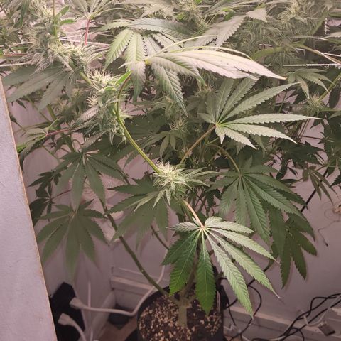 Blue Dream 🎩 growlog timeline photo