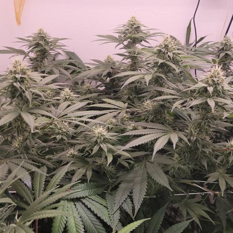 Blue Dream 🎩 growlog timeline photo