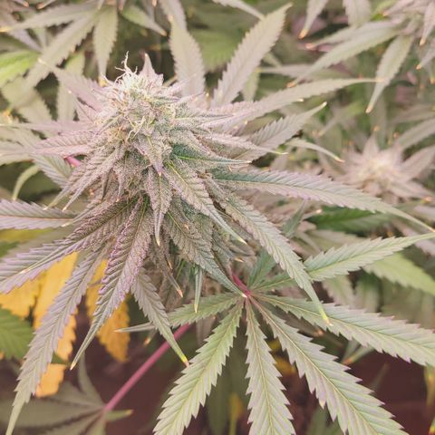 Trop cherry 🍒  growlog timeline photo