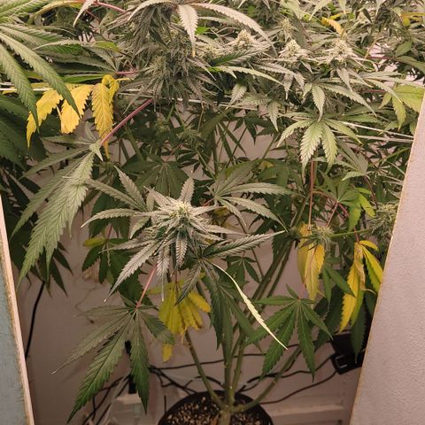 Trop cherry 🍒  growlog timeline photo