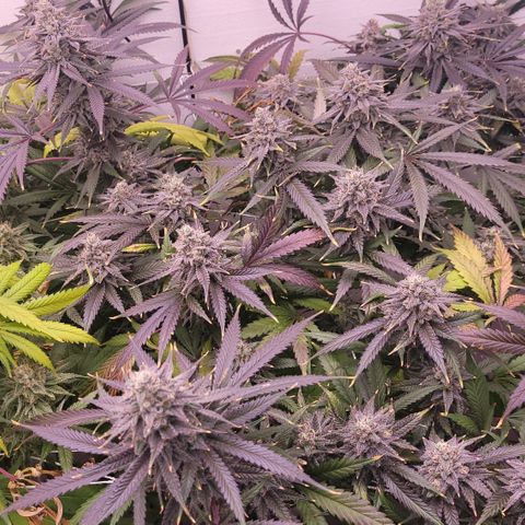 Trop cherry 🍒  growlog timeline photo
