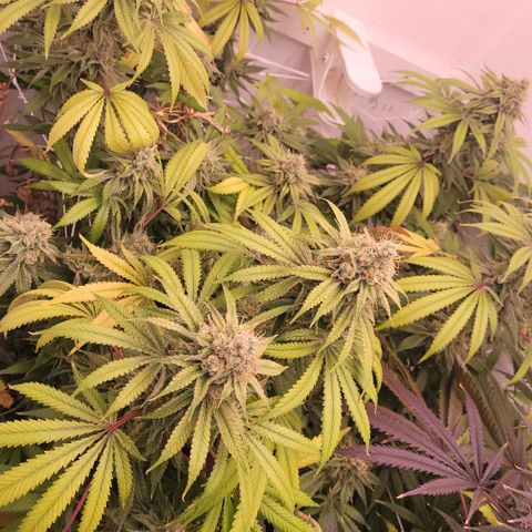 Blue Dream 🎩 growlog timeline photo