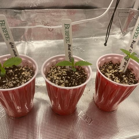 Blue Cheese growlog timeline photo