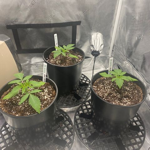Blue Cheese growlog timeline photo