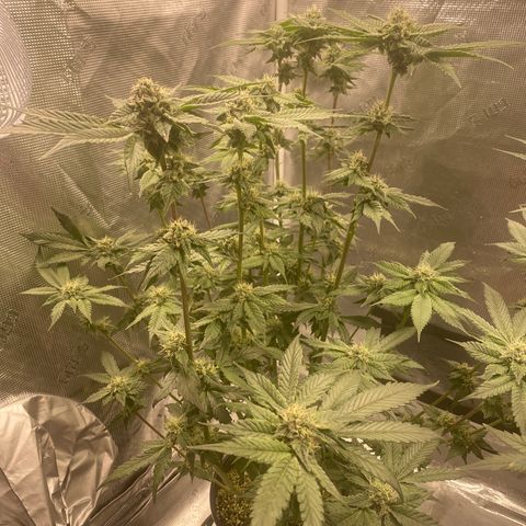 Gas Nana growlog timeline photo