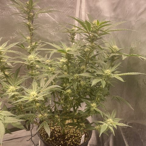 Blue Cheese growlog timeline photo