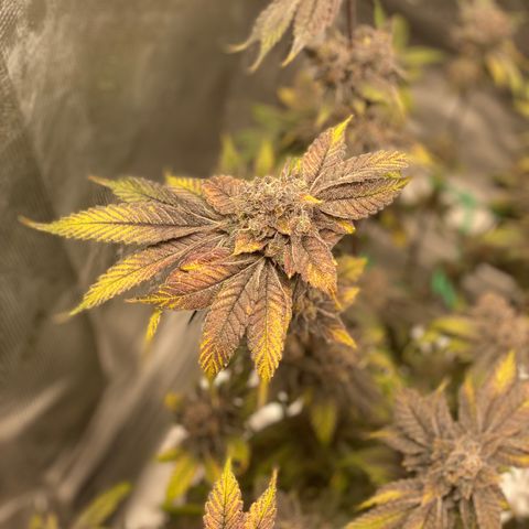 Gas Nana growlog timeline photo