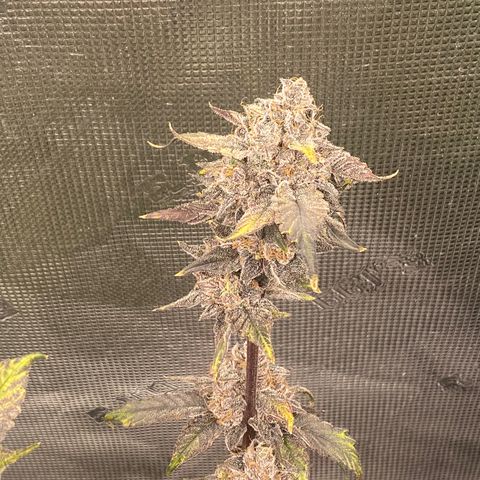 Gas Nana growlog timeline photo