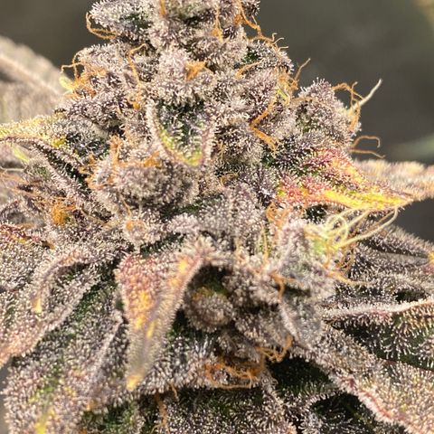 Gas Nana growlog timeline photo