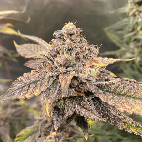 Gas Nana growlog timeline photo