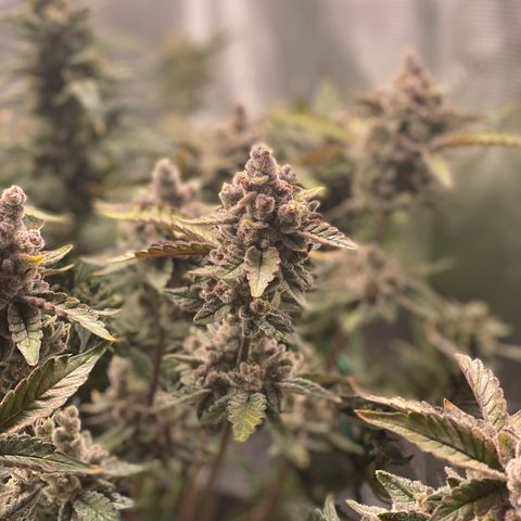 Bahama Berry growlog timeline photo