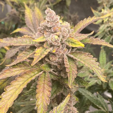 Bahama Berry growlog timeline photo
