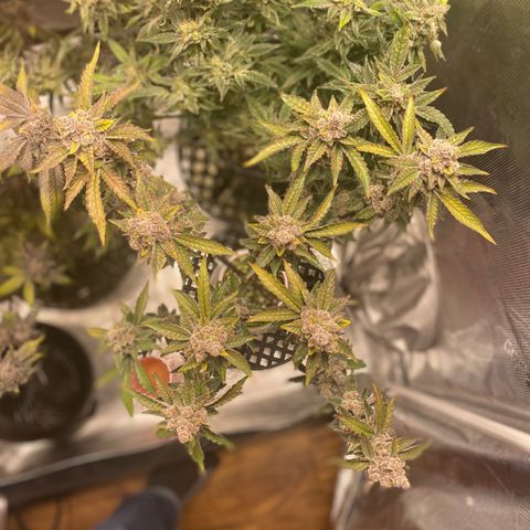 Bahama Berry growlog timeline photo