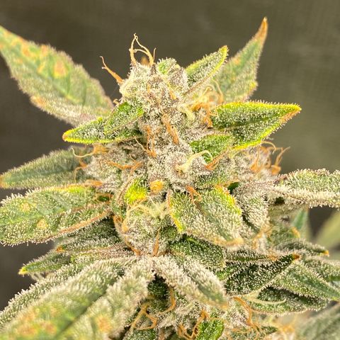 Blue Cheese growlog timeline photo