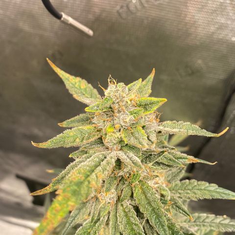 Blue Cheese growlog timeline photo