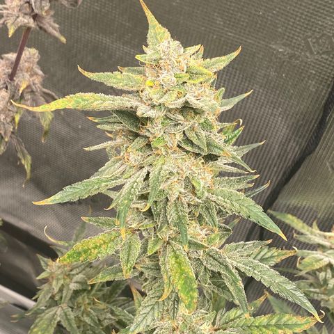 Blue Cheese growlog timeline photo