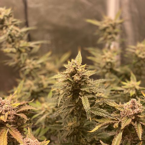 Blue Cheese growlog timeline photo