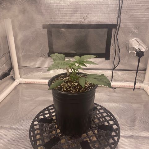 Block Monster growlog photo: Going to transplant into 5gal tomorrow.