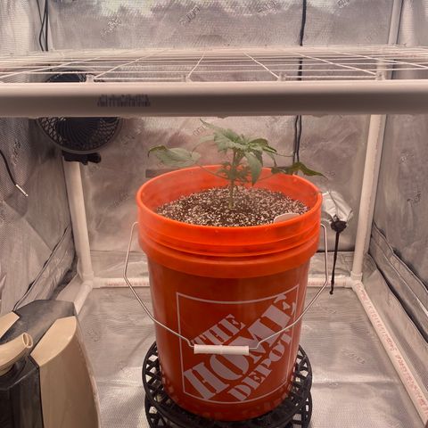Block Monster growlog photo: Got the transplant