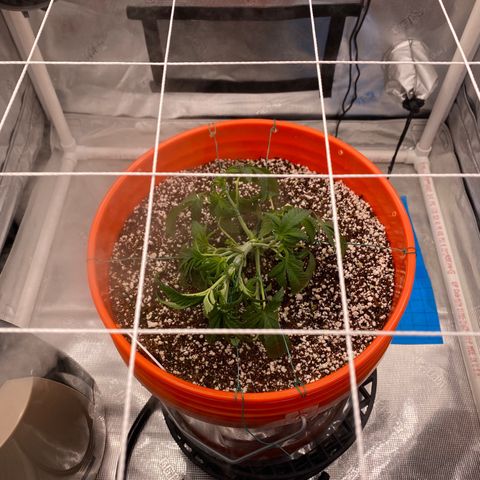 Block Monster growlog photo: She got cleaned up and some lst, getting ready for the net in the next few weeks. First time doing a scrog 🍻