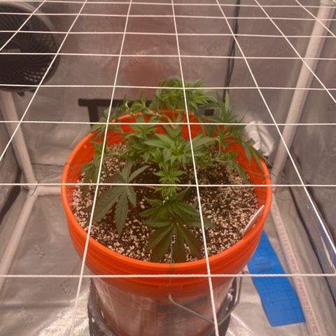 Block Monster growlog timeline photo